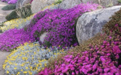 Healing Trauma Bonds: Unlocking Our True God-Given Purpose and Prosperity