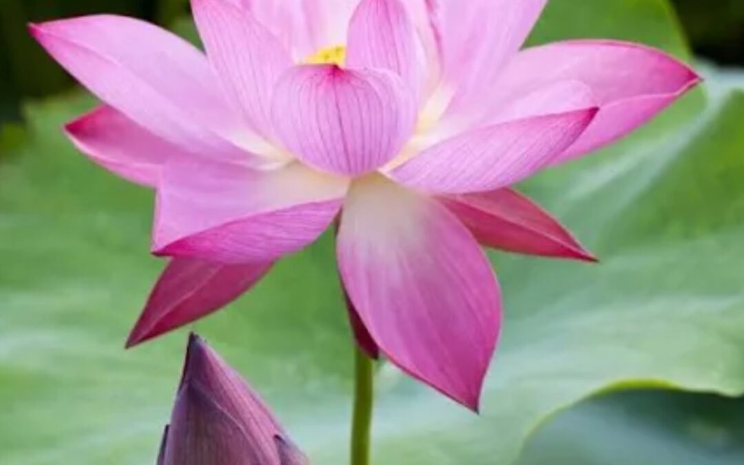 Rediscovering Purpose: Embracing Life After Divorce and a Former Spouse’s New Family