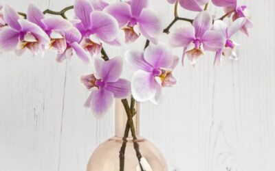 Embracing Self-Discovery: Unveiling Purpose and Inner Peace in the Journey of Yoga and Meditation