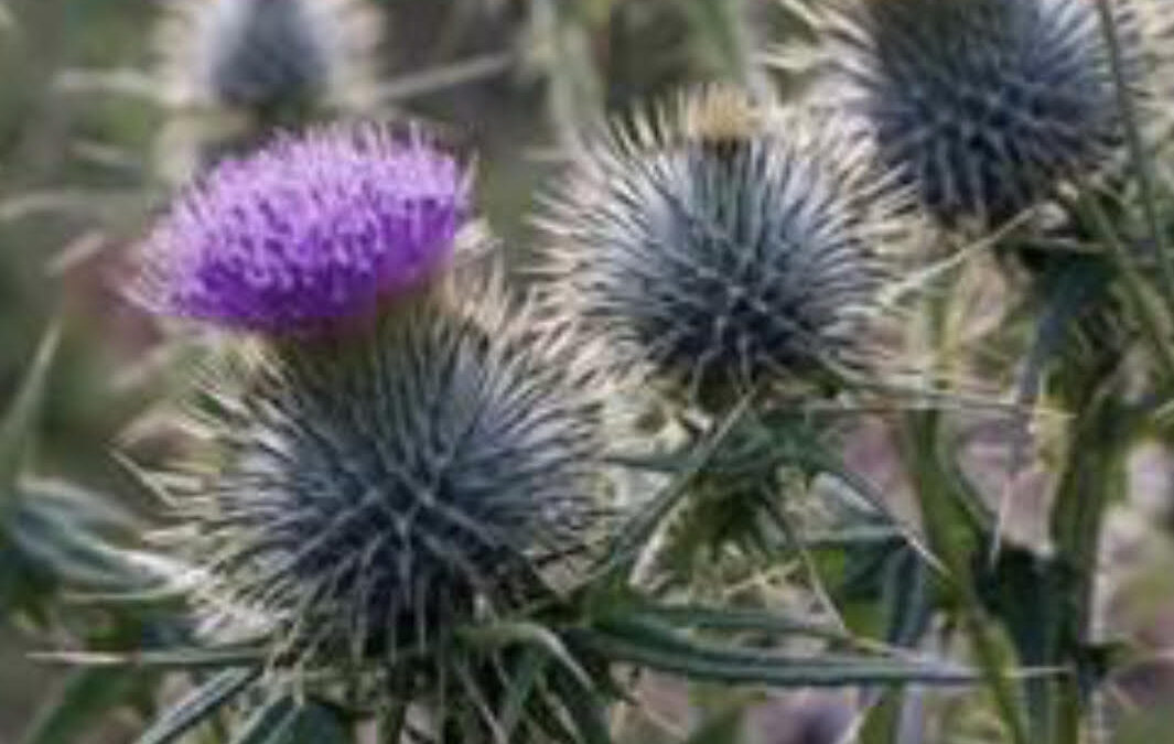 Finding Peace in the Midst of a Challenging Teaching Career: Nurturing Resilience in Trauma-Affected Students