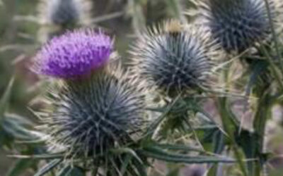 Finding Peace in the Midst of a Challenging Teaching Career: Nurturing Resilience in Trauma-Affected Students