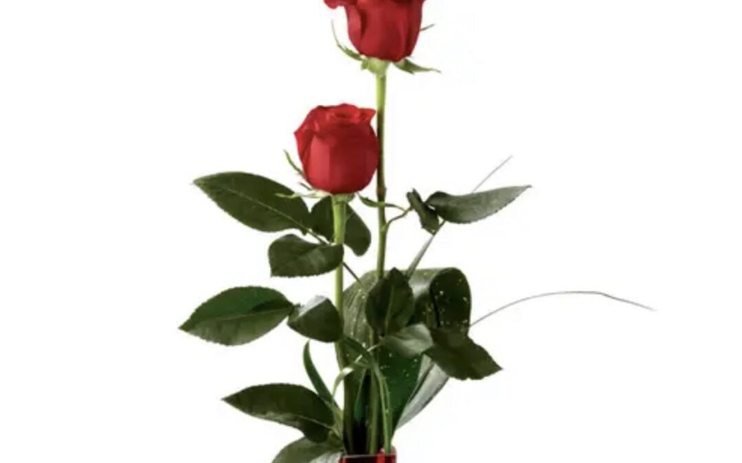 Embracing Change and Finding Purpose When Young Adults Leave Home